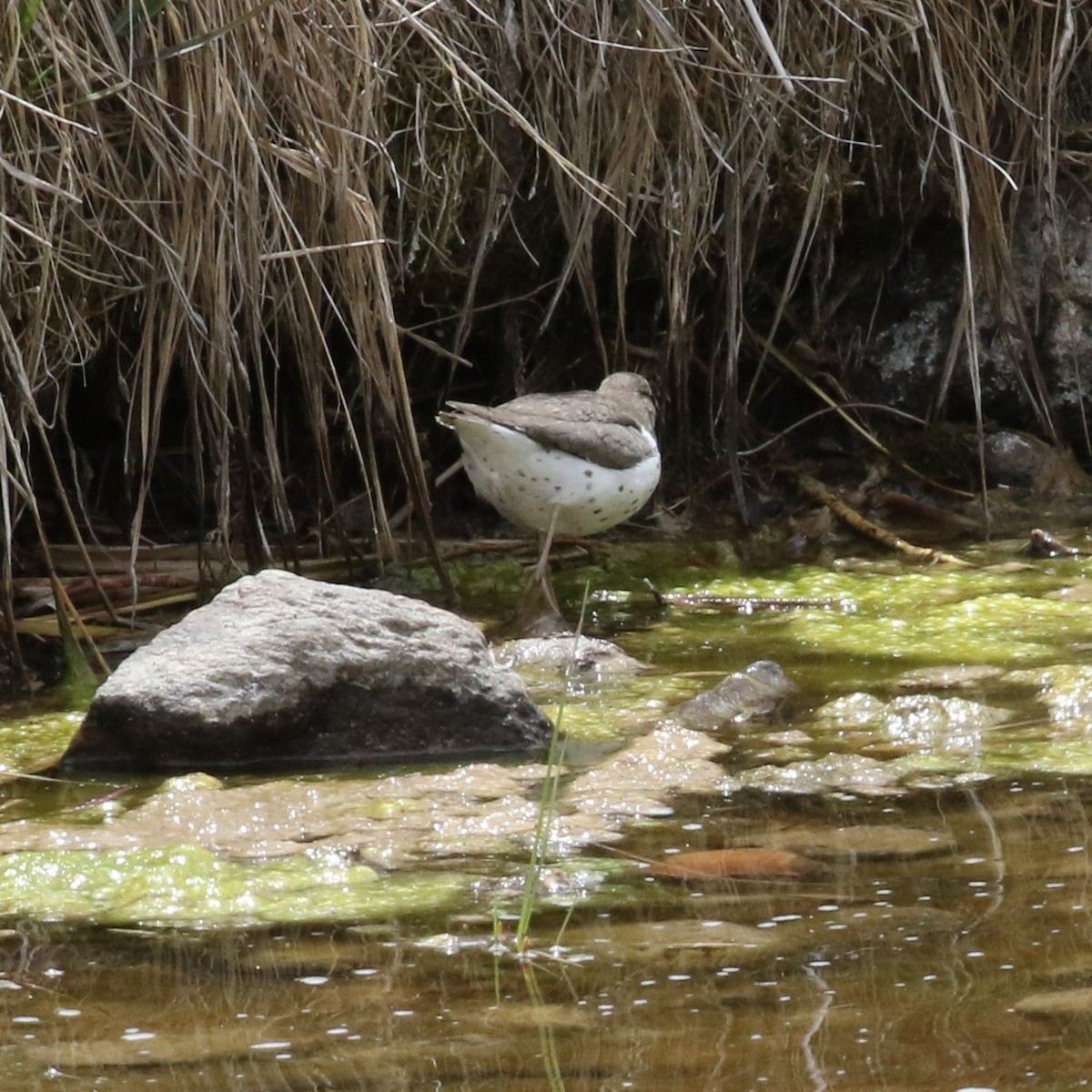 Spotted Sandpiper - ML636201805