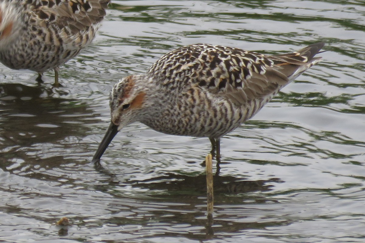 Stilt Sandpiper - ML636201810