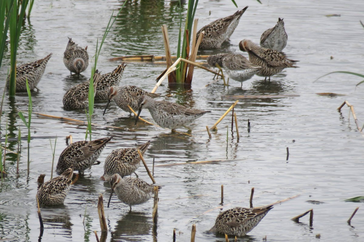 Stilt Sandpiper - ML636201811