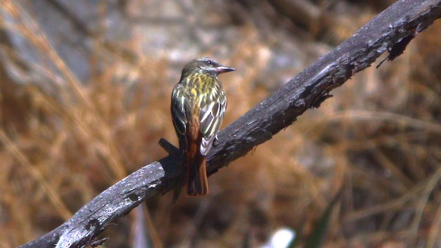 Sulphur-bellied Flycatcher - ML636201854