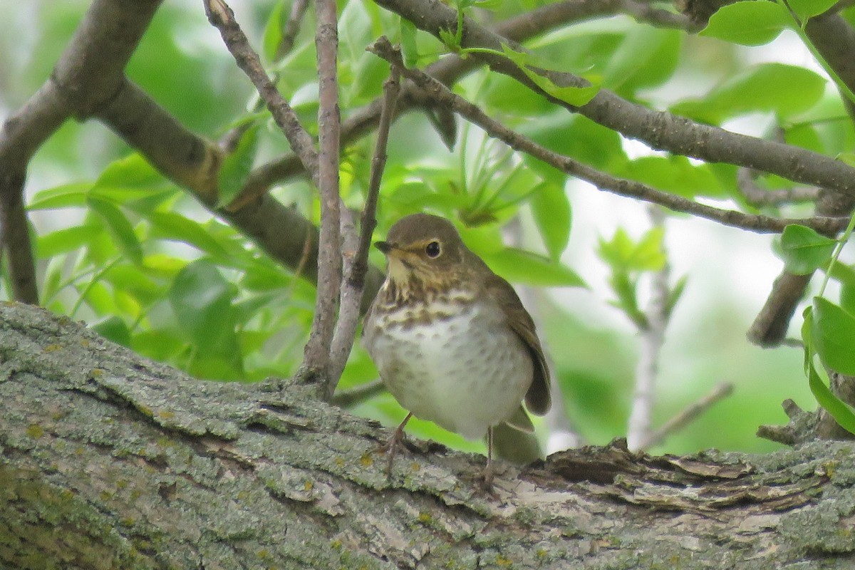 Swainson's Thrush - ML636201857