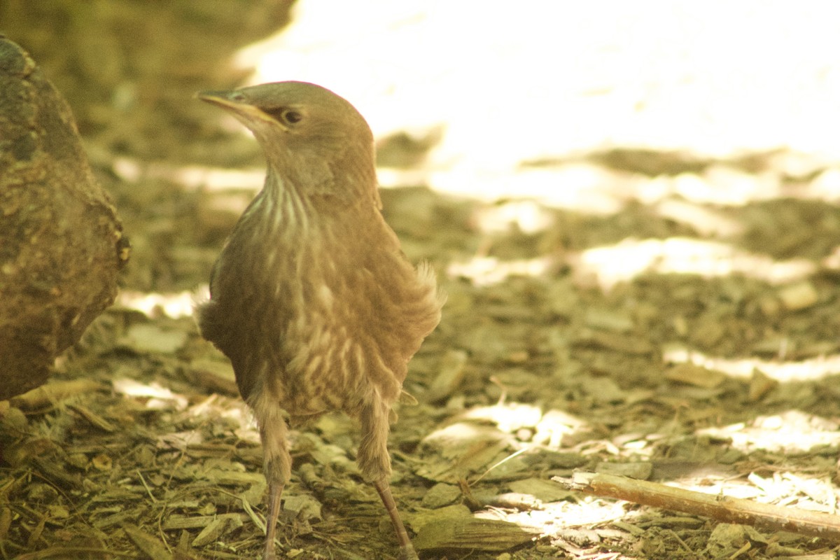 European Starling - ML636201873