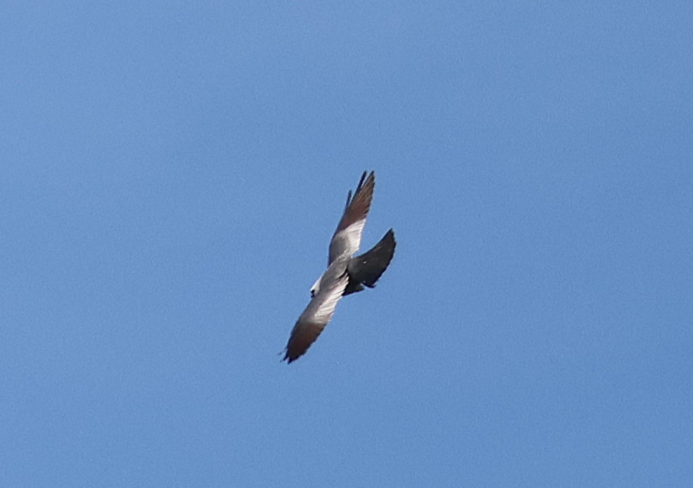 Mississippi Kite - ML636202091