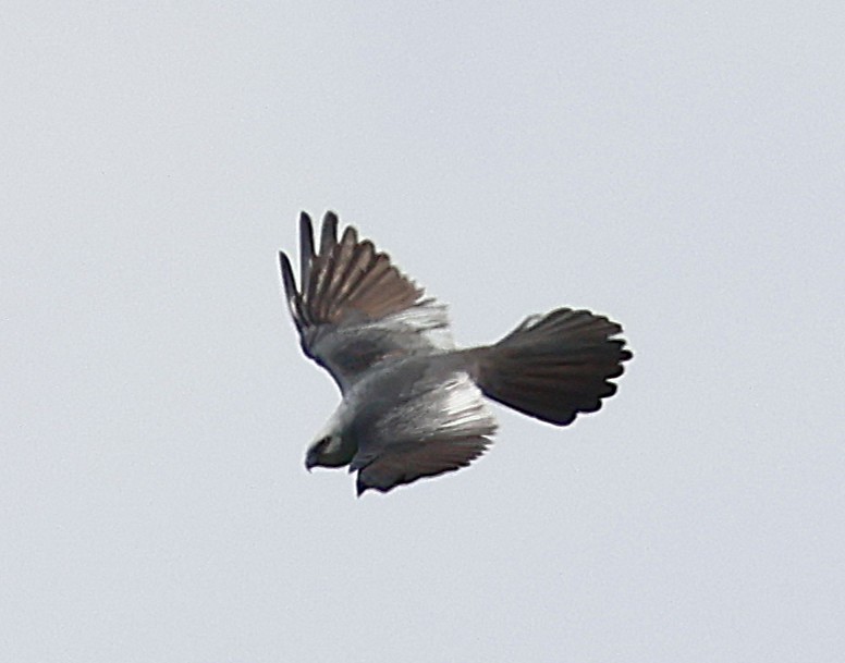 Mississippi Kite - ML636202100