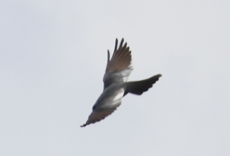 Mississippi Kite - ML636202113