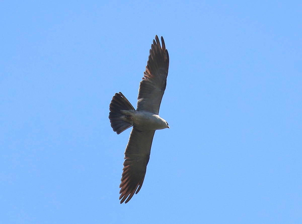 Mississippi Kite - ML636202121