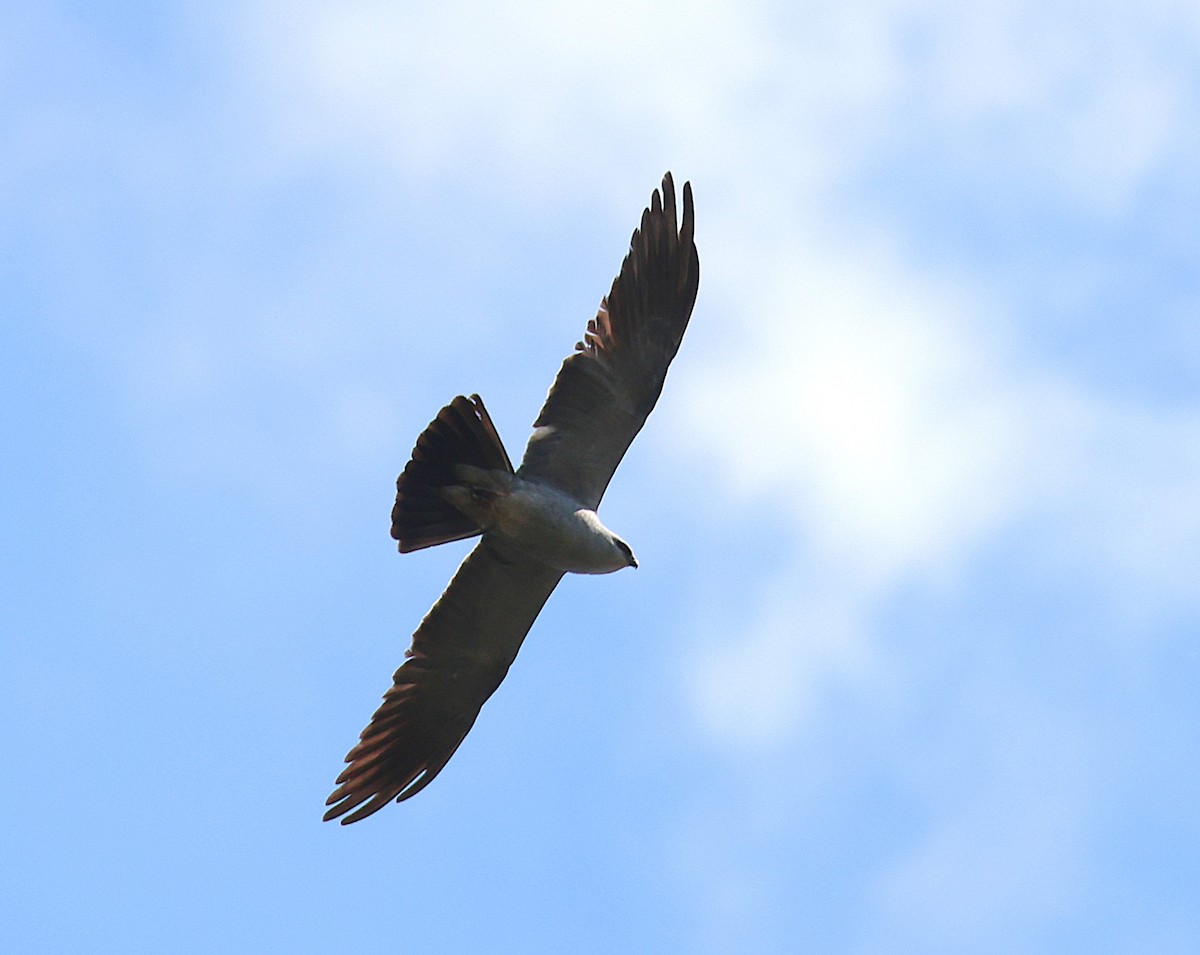Mississippi Kite - ML636202130