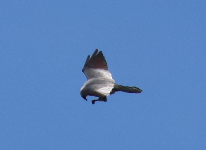 Mississippi Kite - ML636202133