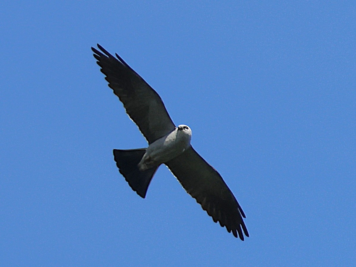 Mississippi Kite - ML636202151