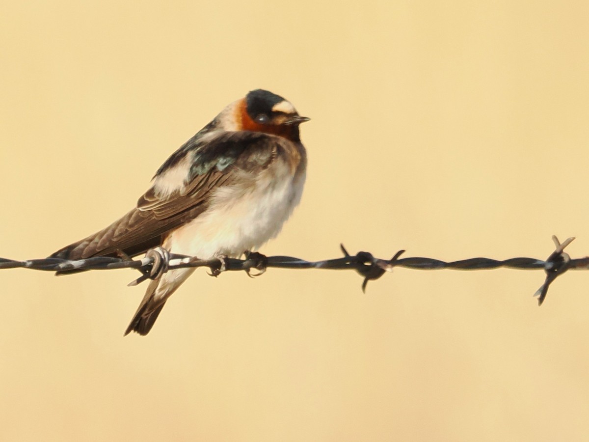Cliff Swallow - ML636202181