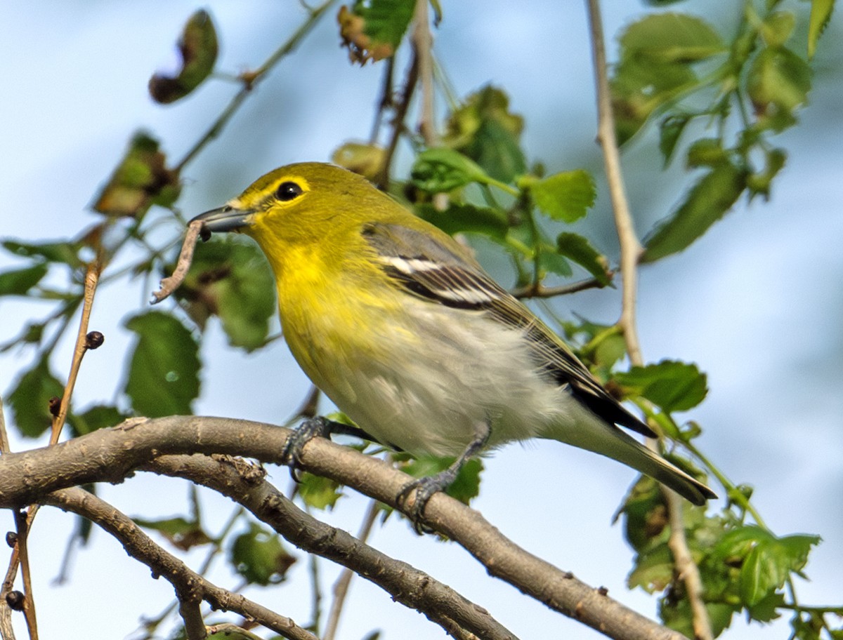 Yellow-throated Vireo - Greg Courtney