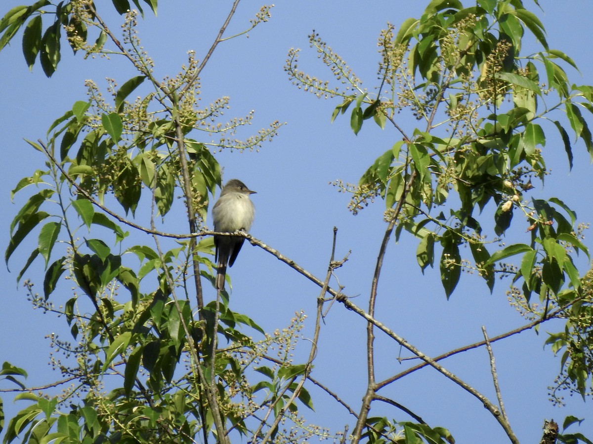 Eastern Wood-Pewee - ML636202285