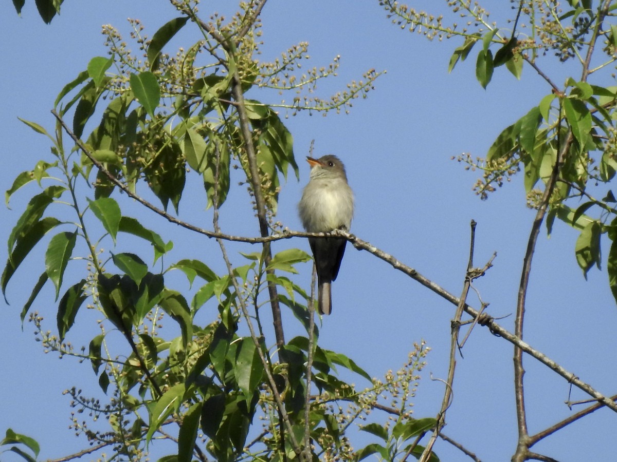 Eastern Wood-Pewee - ML636202286