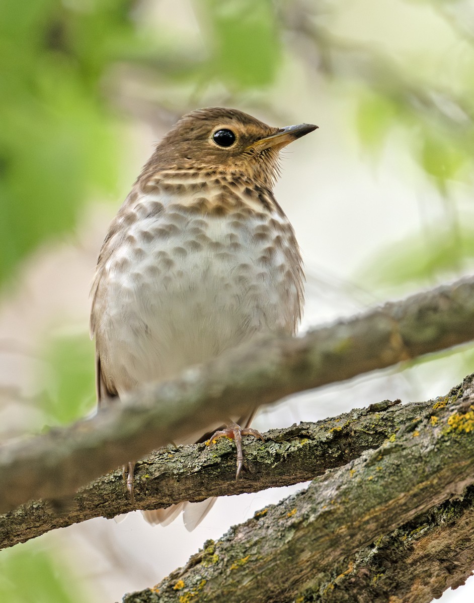 Swainson's Thrush - Greg Courtney