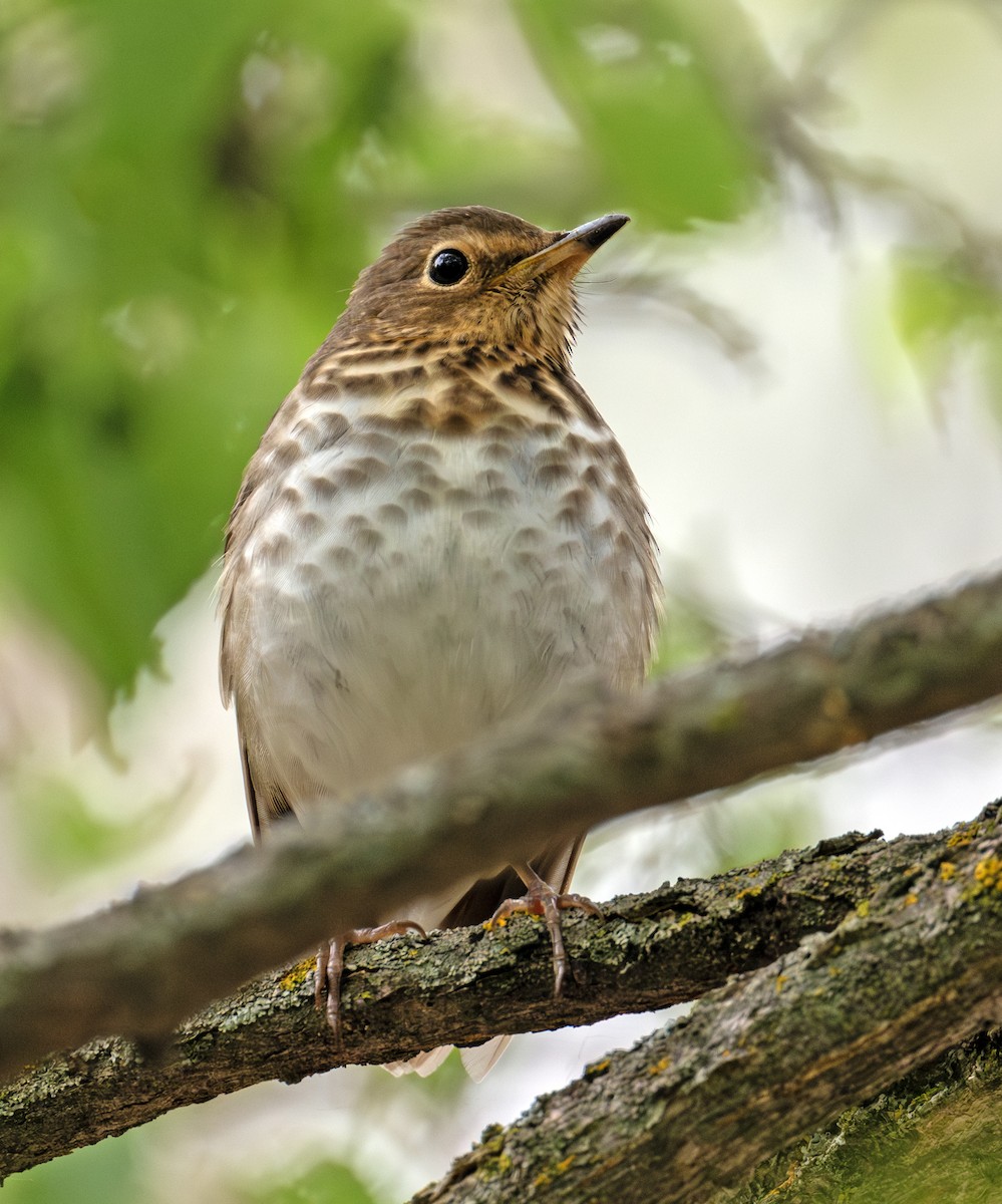 Swainson's Thrush - Greg Courtney