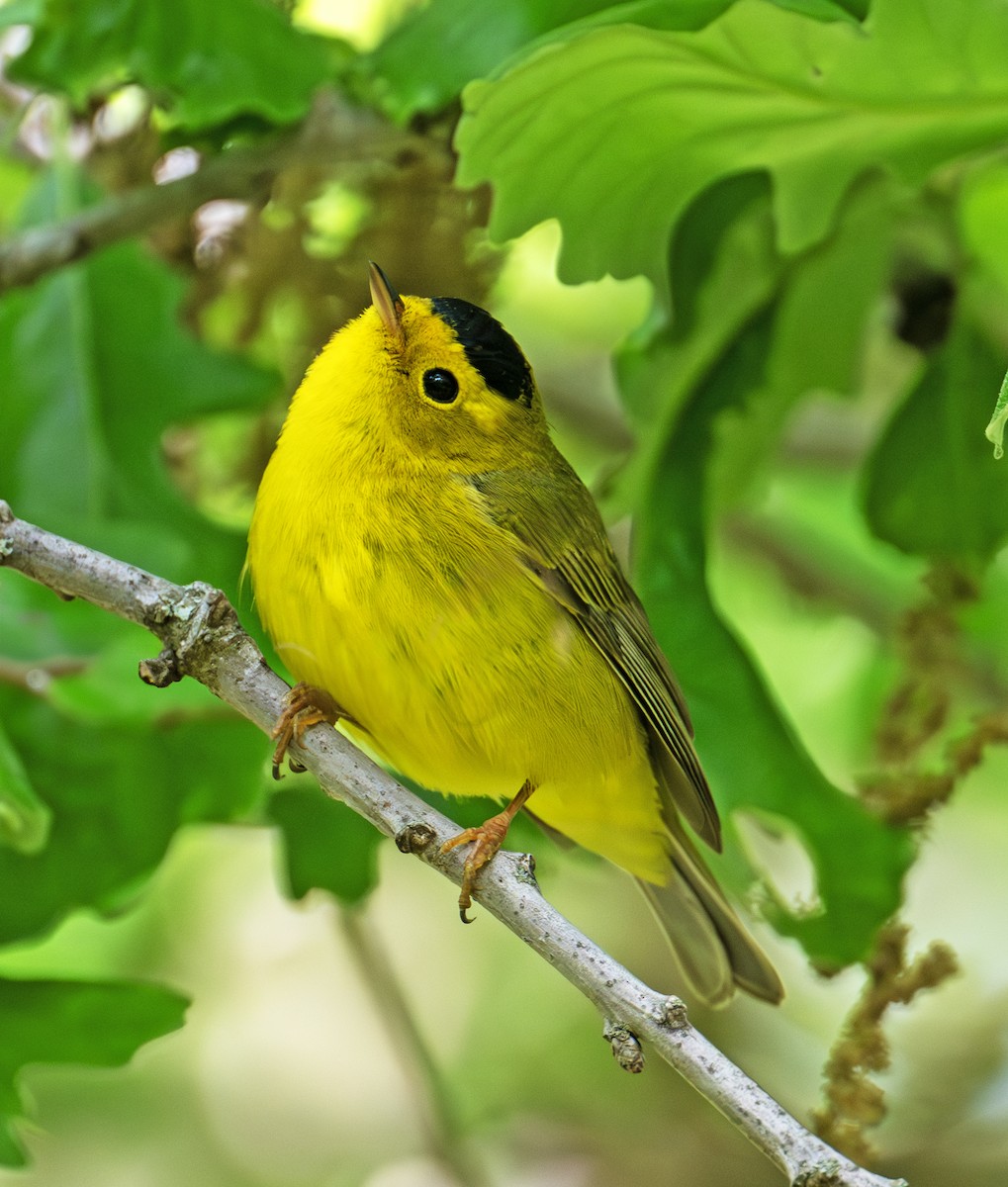 Wilson's Warbler - Greg Courtney