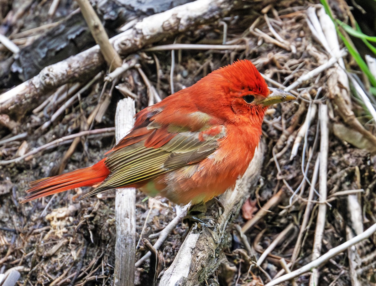 Summer Tanager - Greg Courtney