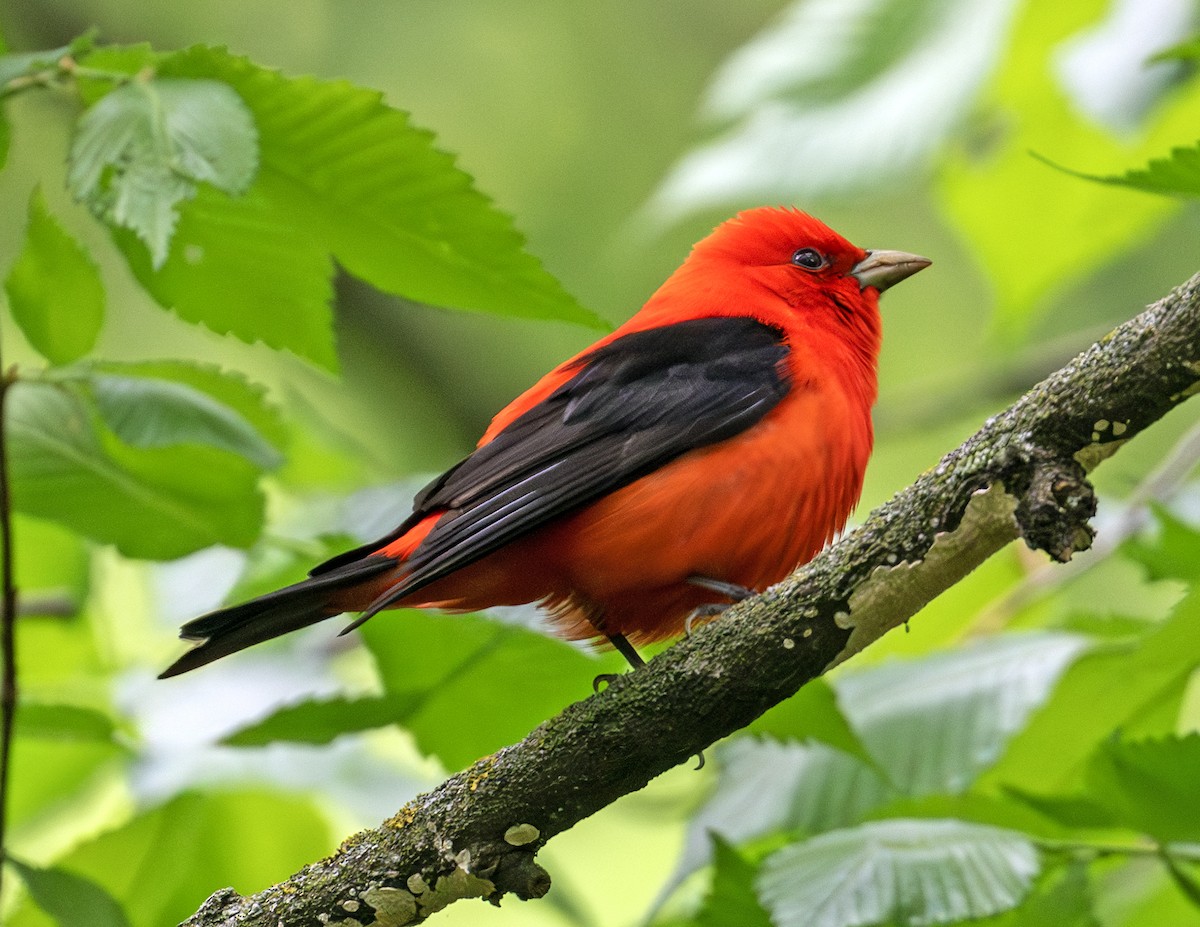 Scarlet Tanager - Greg Courtney