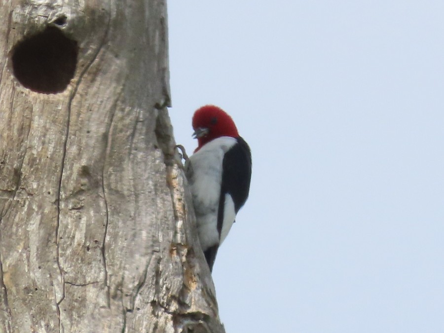 Red-headed Woodpecker - Ruth Bergstrom