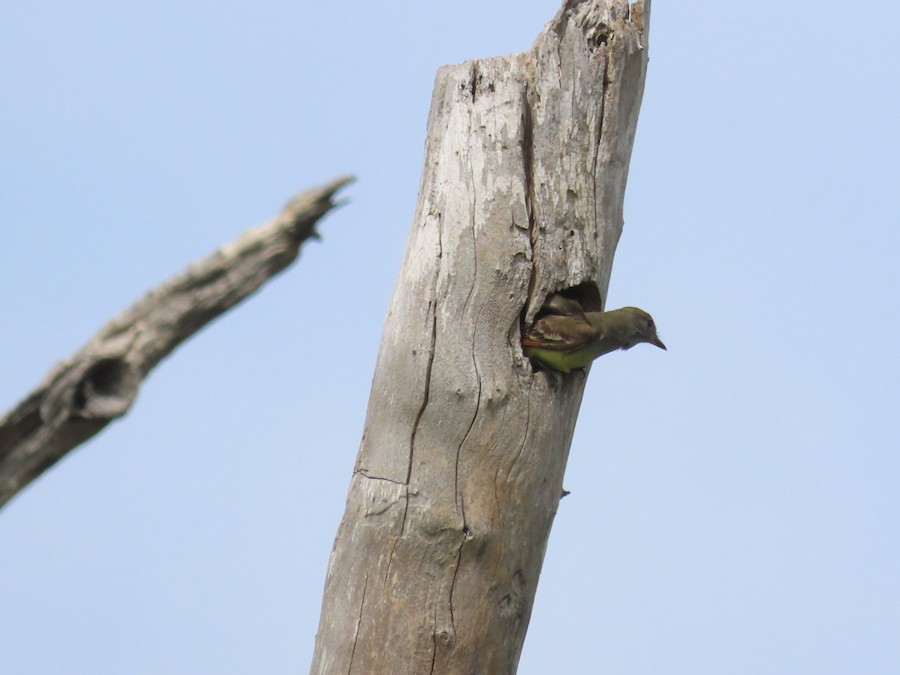 Great Crested Flycatcher - Ruth Bergstrom