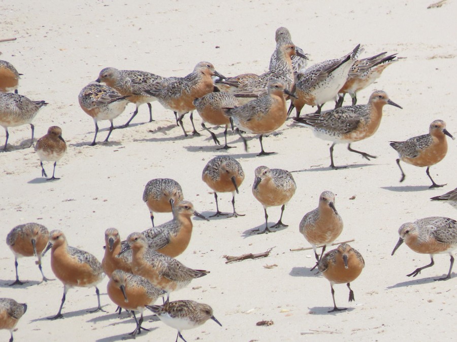 Red Knot - Ruth Bergstrom