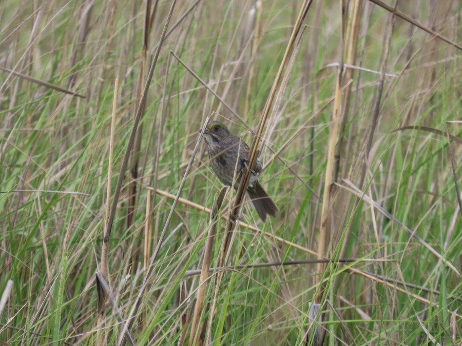 Seaside Sparrow - Ruth Bergstrom