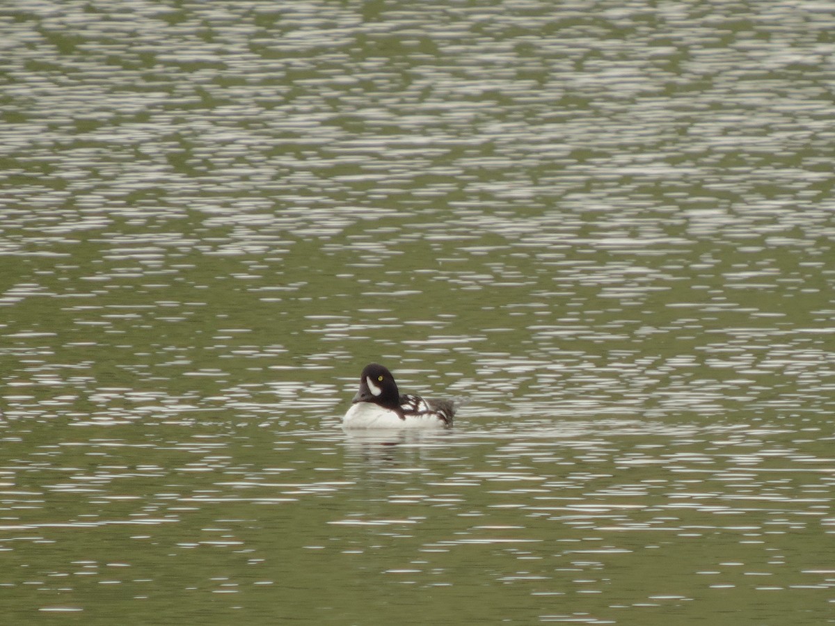 Barrow's Goldeneye - ML636202718