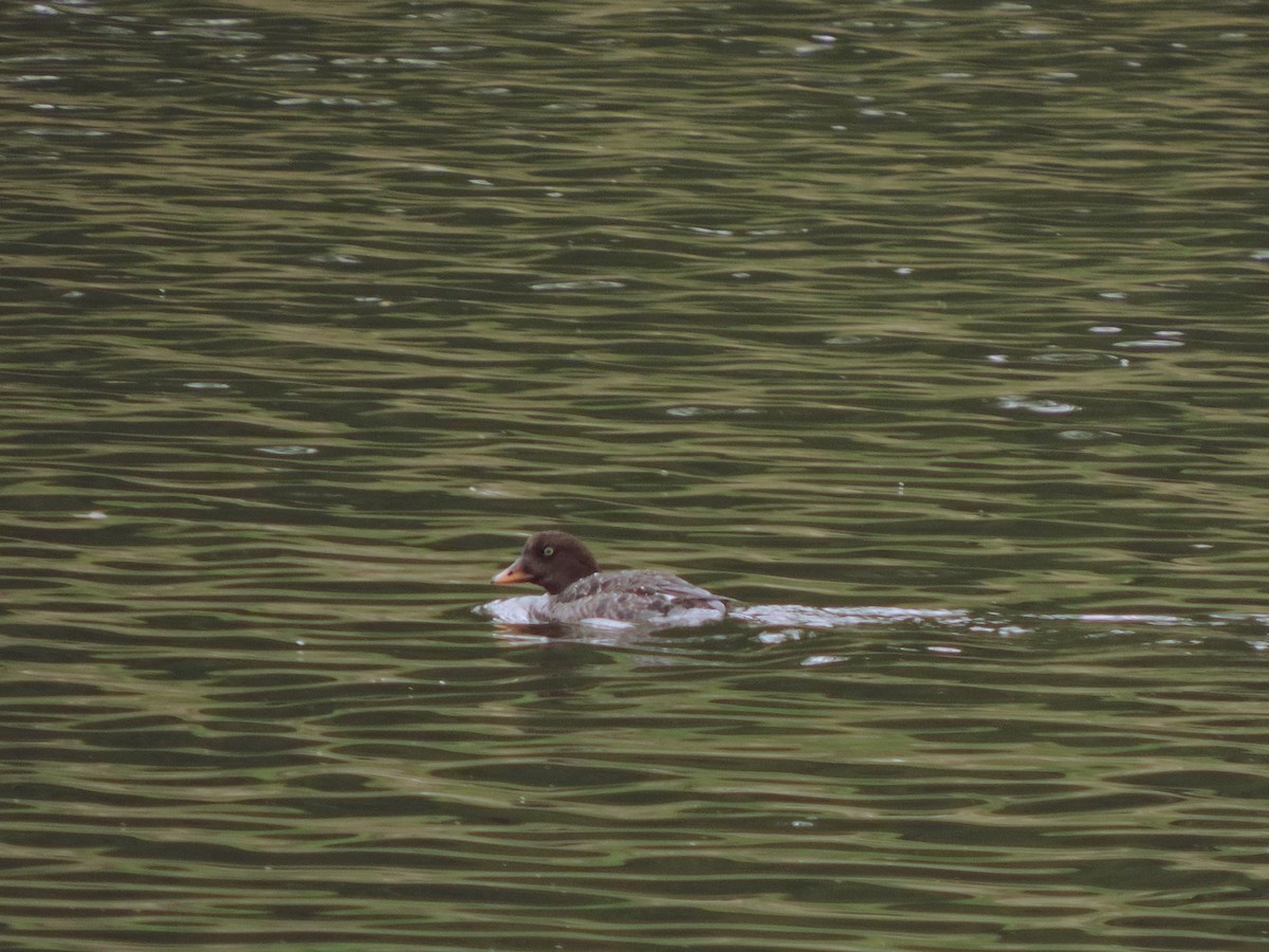 Barrow's Goldeneye - ML636202720