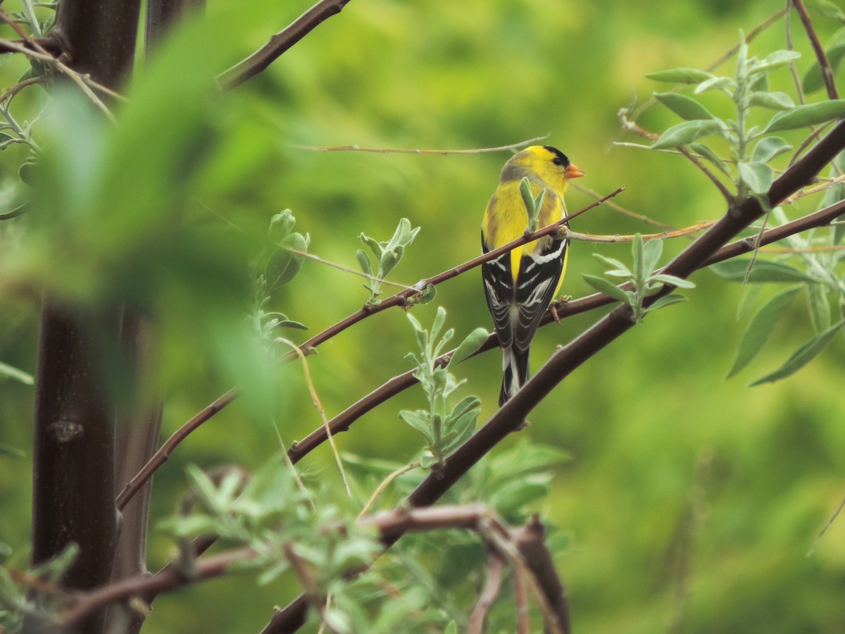 American Goldfinch - ML636202925