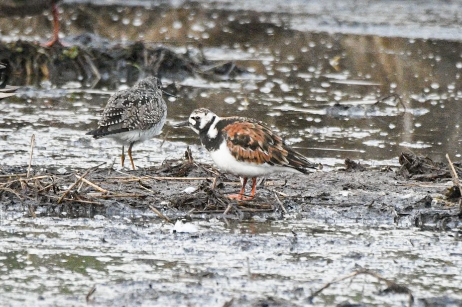 Ruddy Turnstone - ML636203014
