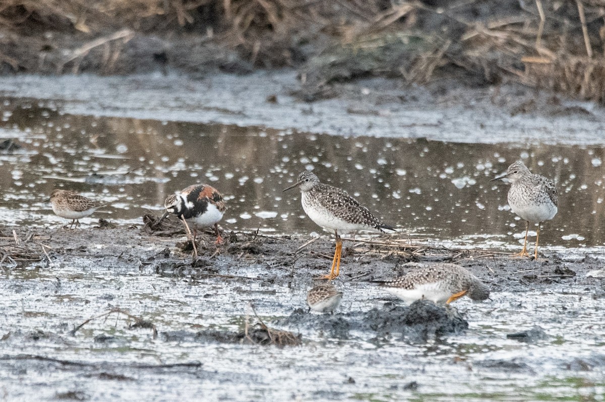Ruddy Turnstone - ML636203015