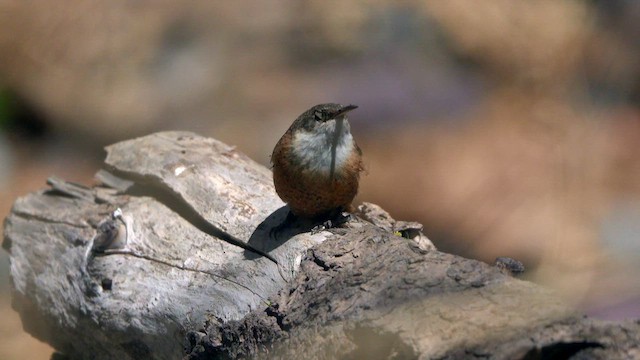 Canyon Wren - ML636203030