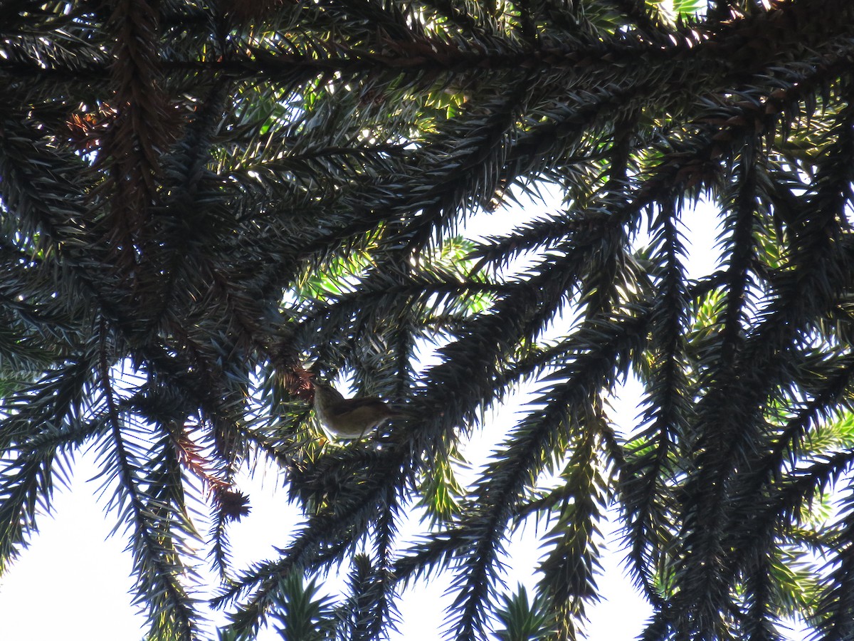 Araucaria Tit-Spinetail - ML636203097