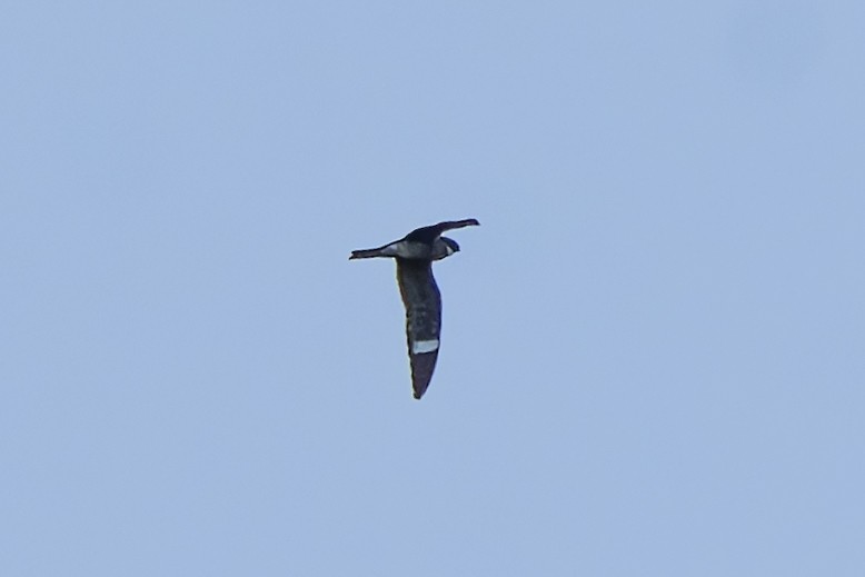 Common Nighthawk - ML636203154
