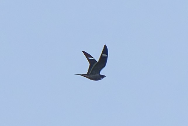 Common Nighthawk - ML636203155