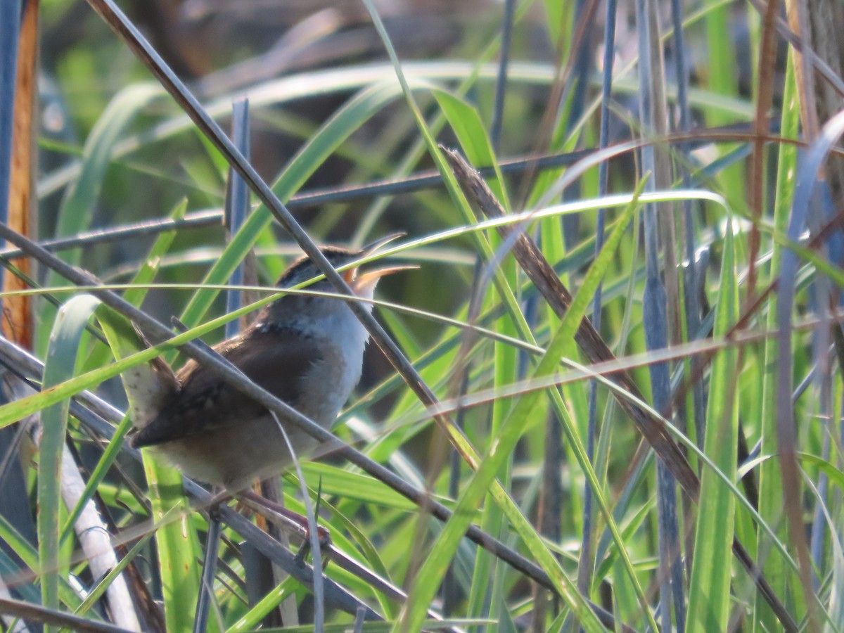 Marsh Wren - ML636203259