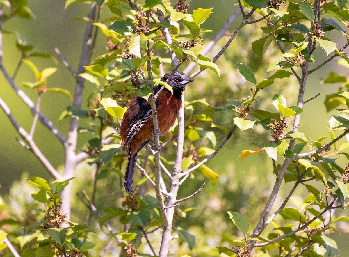 Orchard Oriole - ML636203452