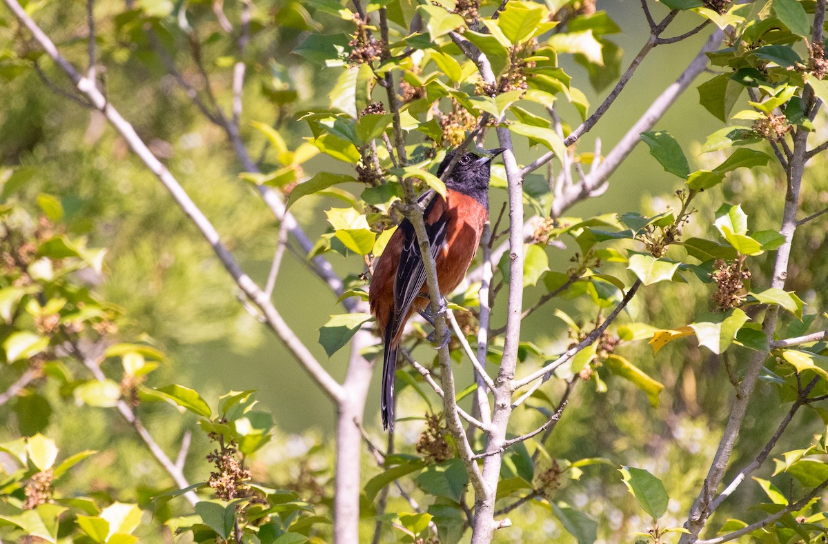 Orchard Oriole - ML636203454