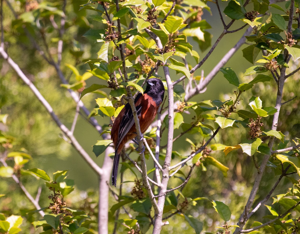 Orchard Oriole - ML636203455