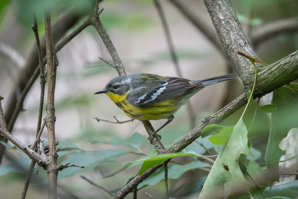 Magnolia Warbler - ML636203651