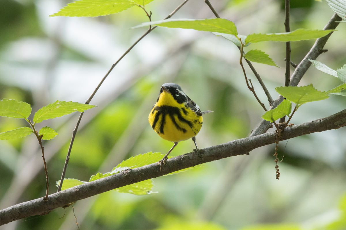 Magnolia Warbler - ML636203661