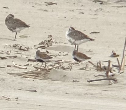 Dunlin - ML636203696
