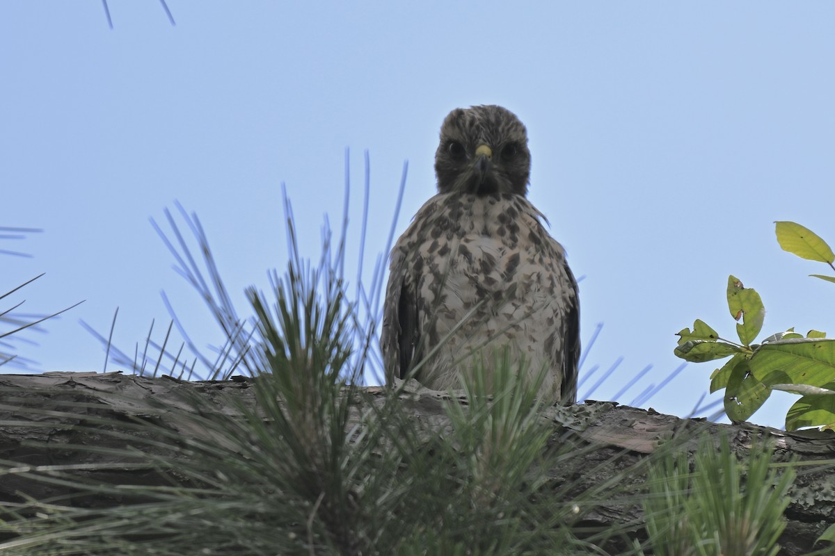 Red-shouldered Hawk - ML636203752