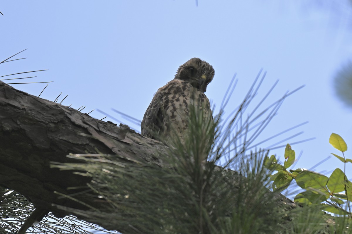 Red-shouldered Hawk - ML636203753