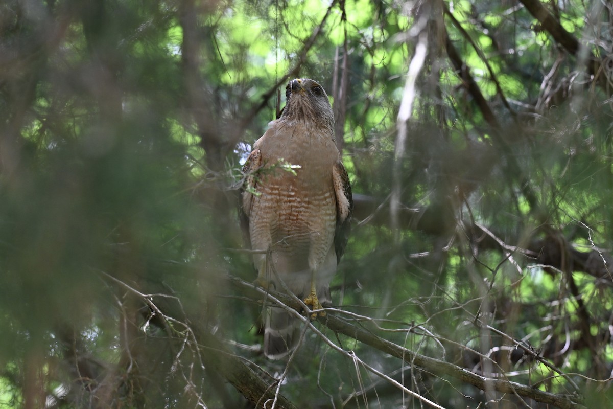 Red-shouldered Hawk - ML636203755