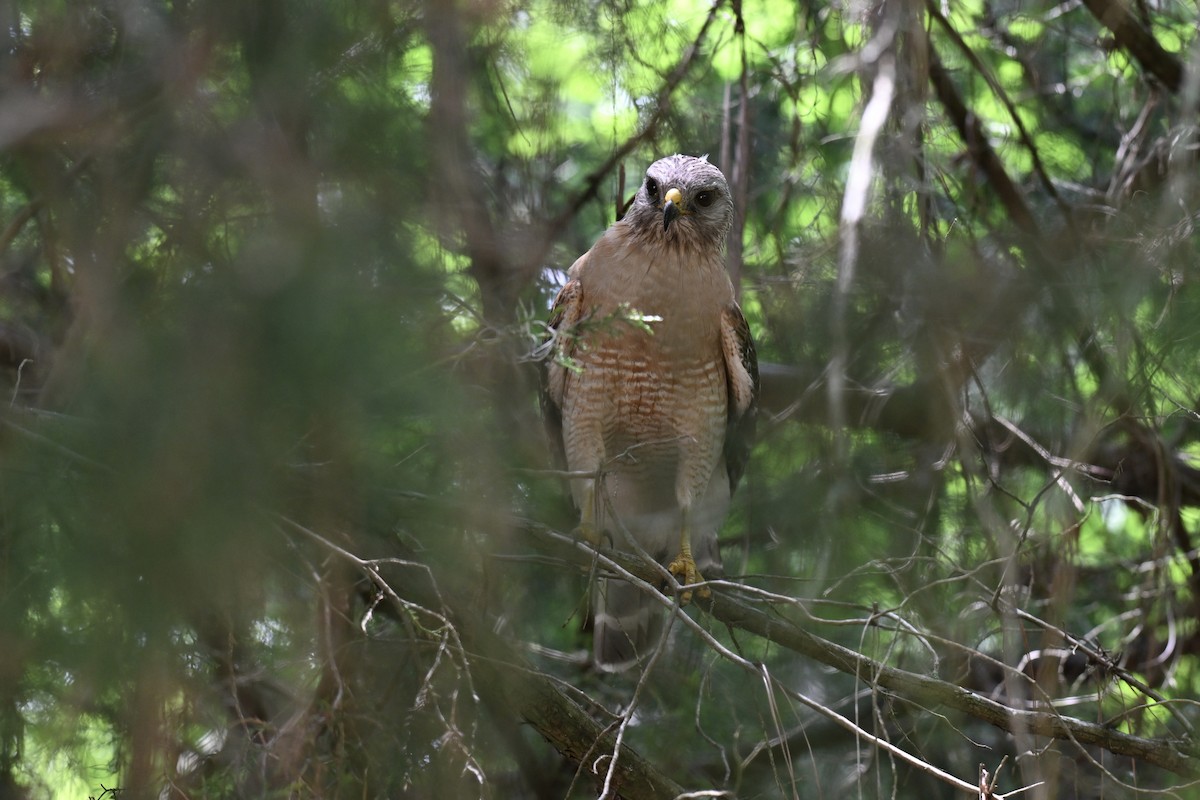 Red-shouldered Hawk - ML636203756