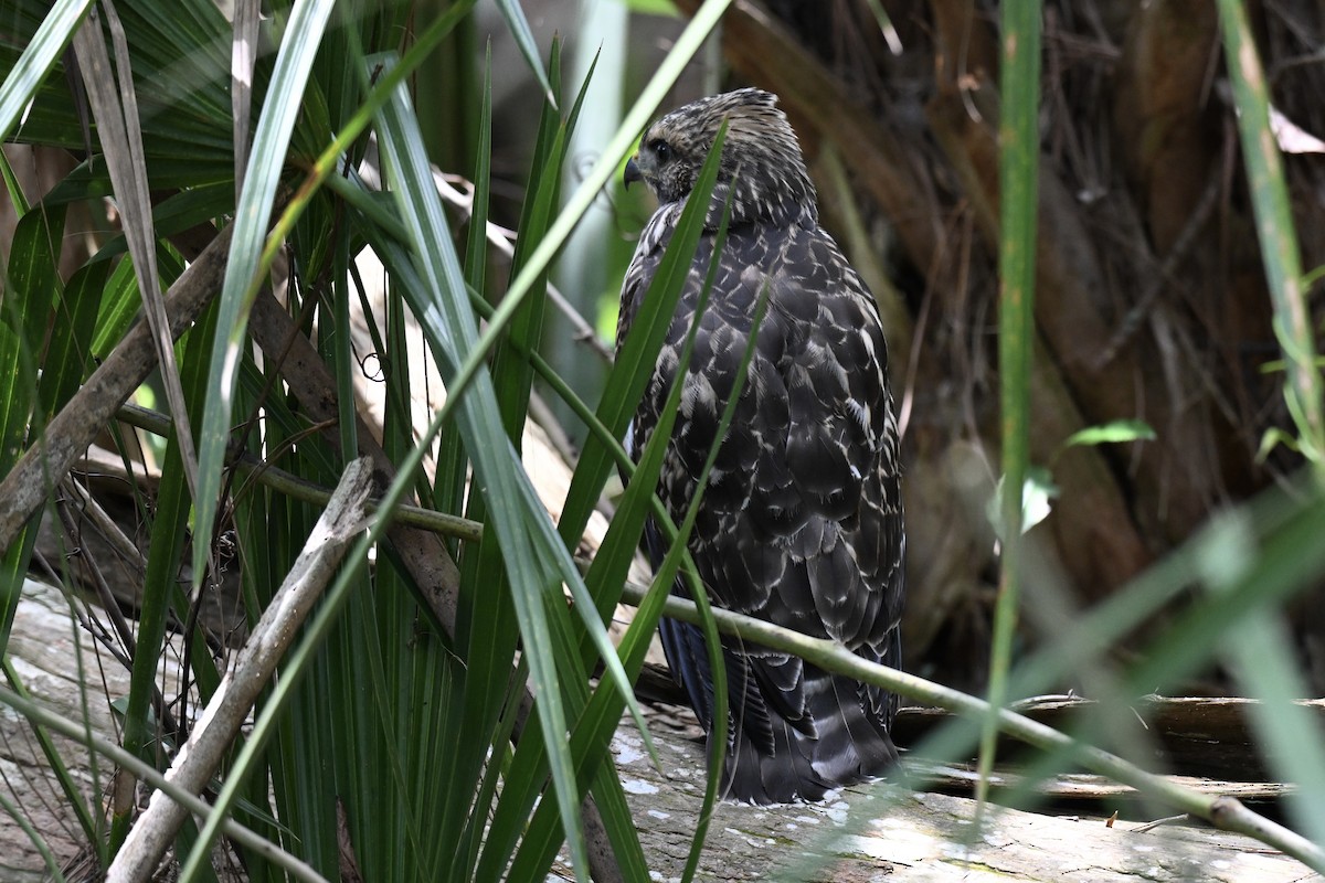 Red-shouldered Hawk - ML636203757