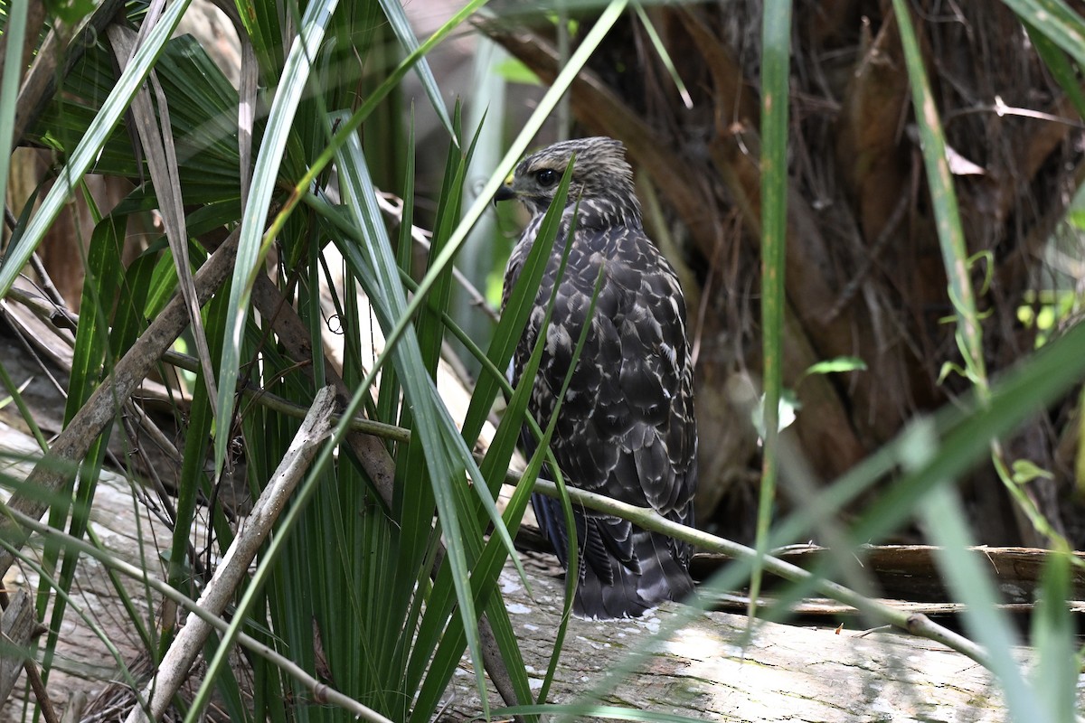 Red-shouldered Hawk - ML636203758