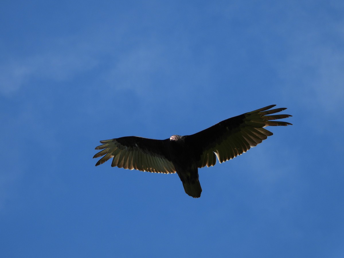 Turkey Vulture - ML636203880