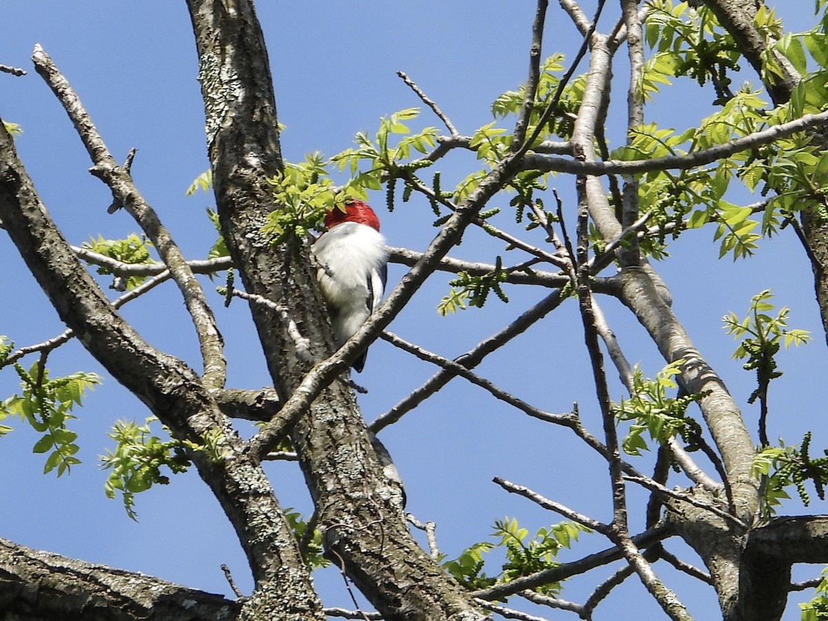 Pic à tête rouge - ML636203886